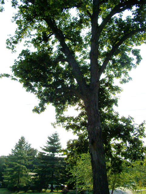 Shagbark Hickory Tree