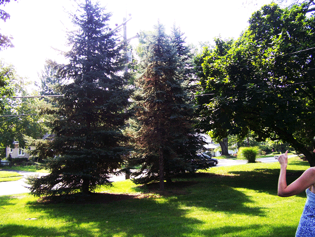 Pine Trees