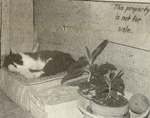 A cat sleeps on the back porch of the Hosbrook House, where numerous inquires prompted Miss Hosbrook to post this sign.